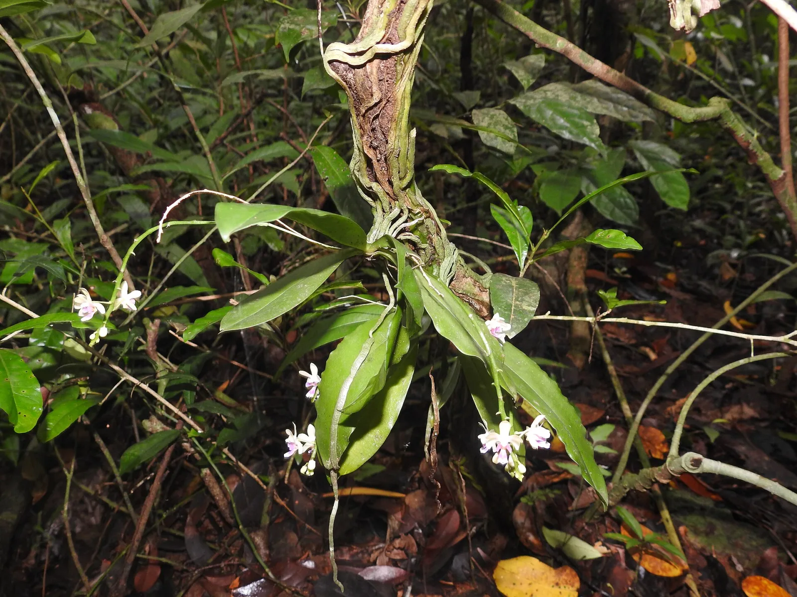 Kingidium deliciosum