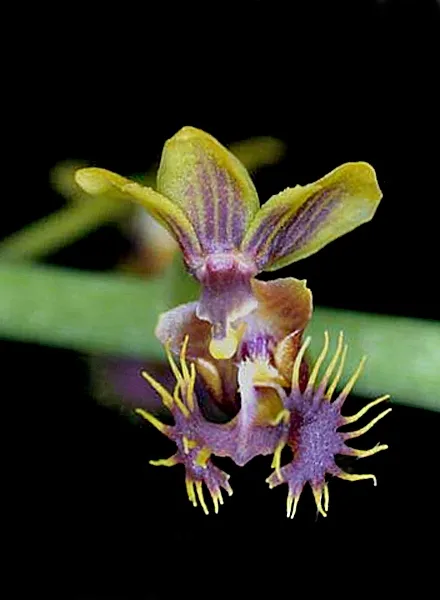 Ornithochilus difformis