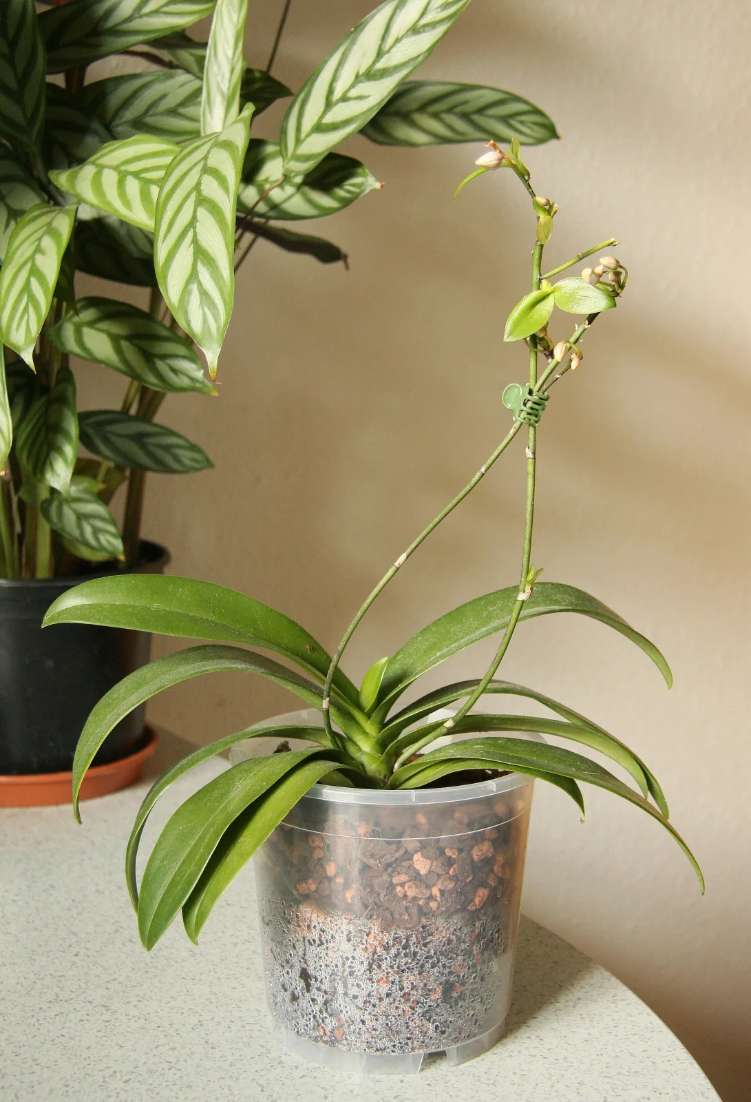 Phalaenopsis equestris