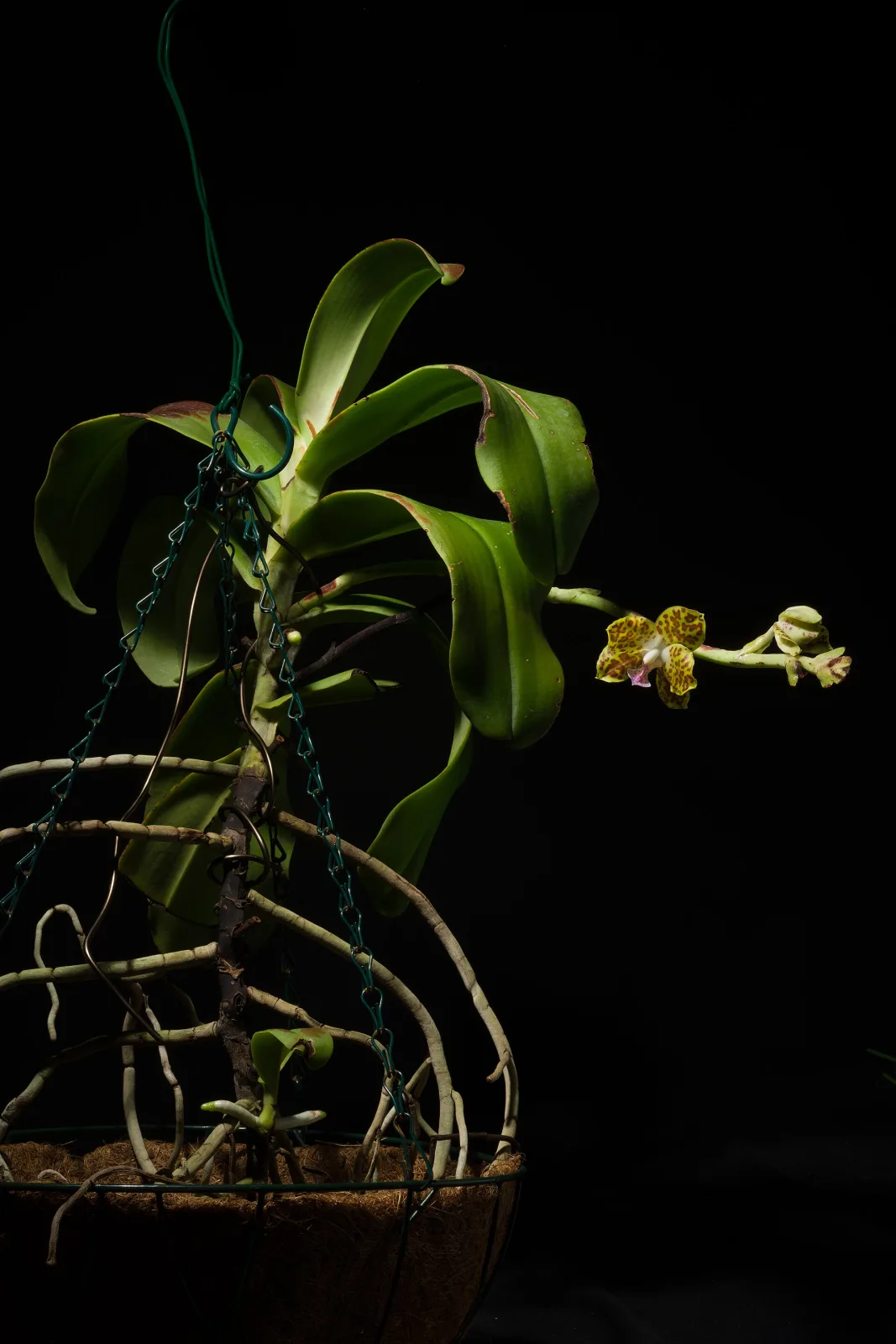 Hygrochilus parishii