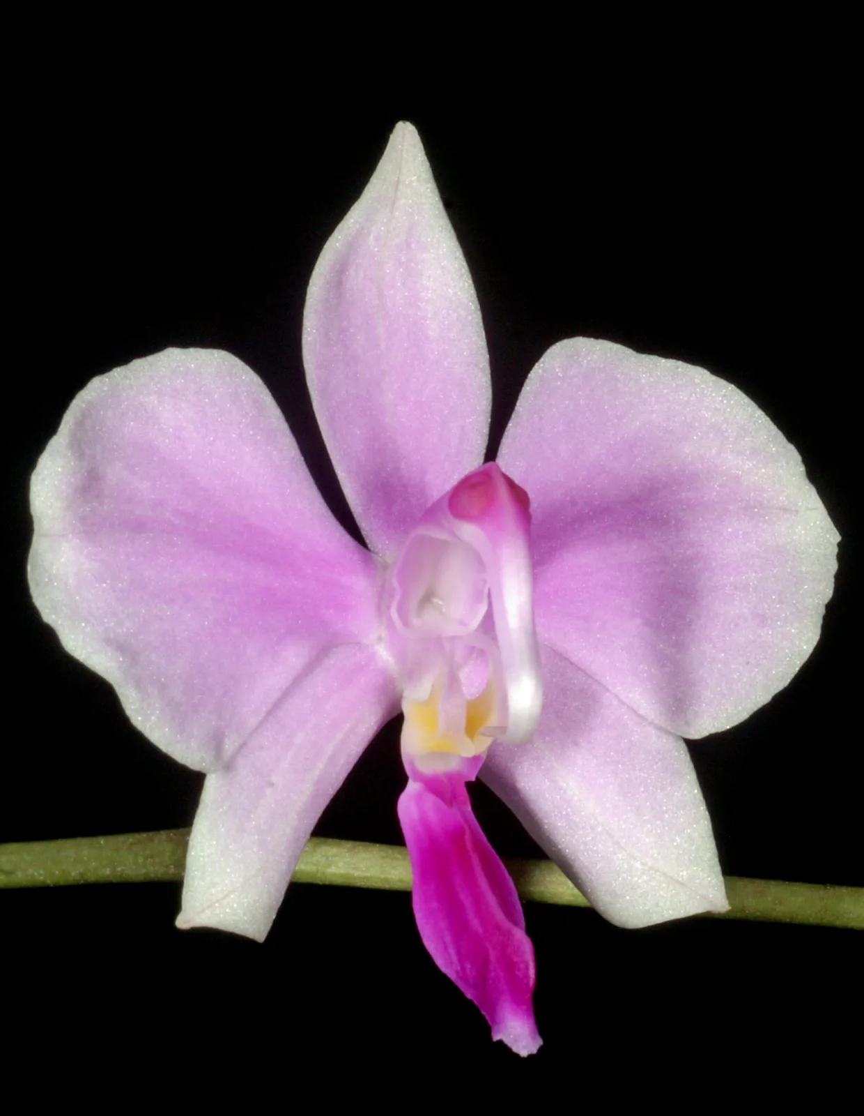Phalaenopsis lowii