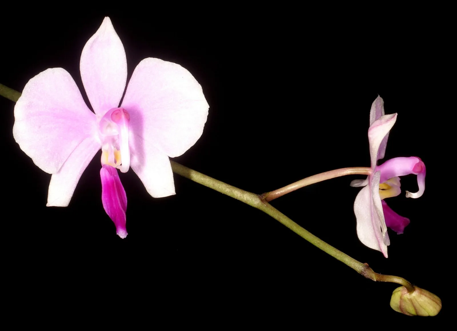 Phalaenopsis lowii