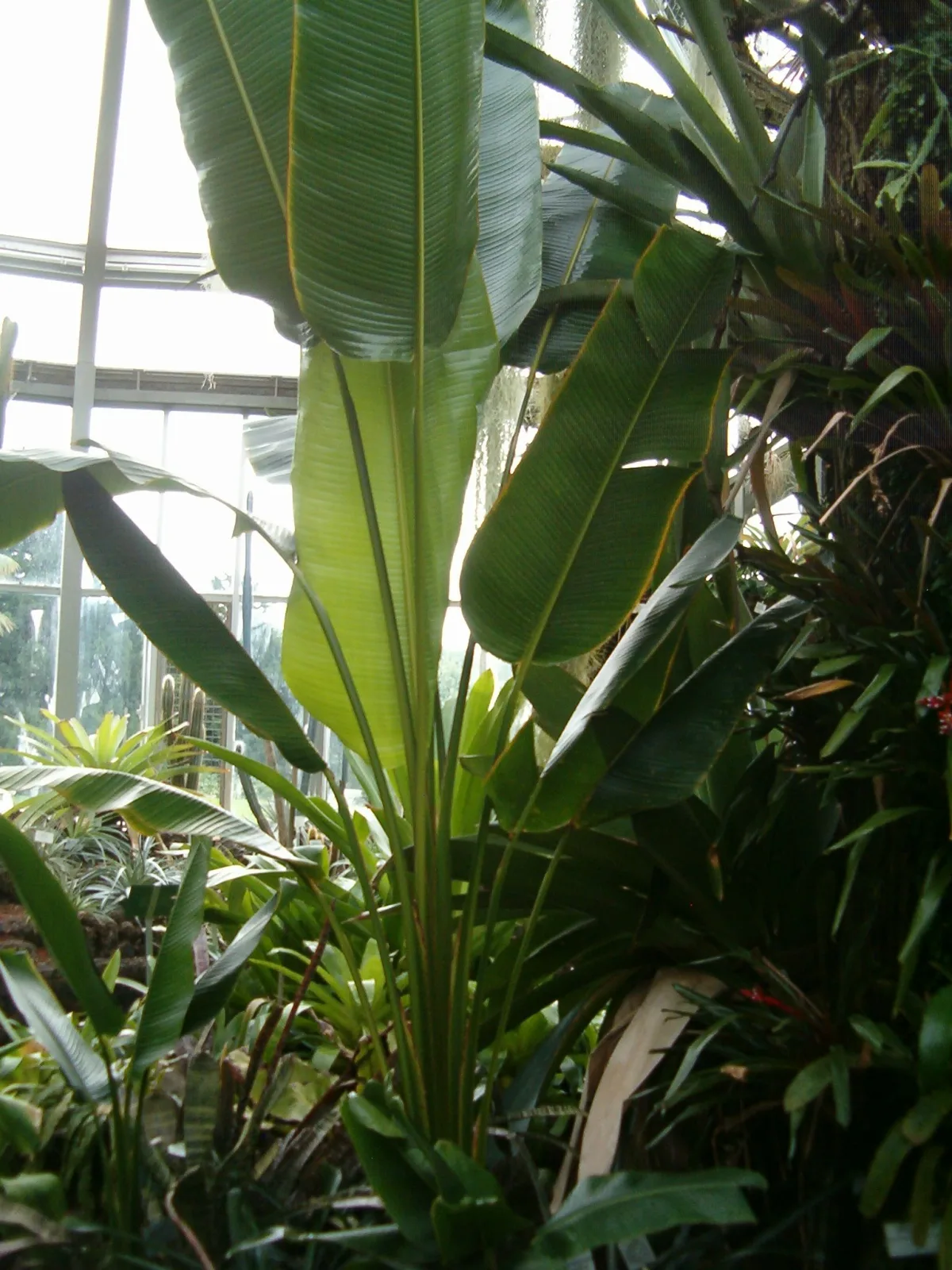 Ravenala guyannensis