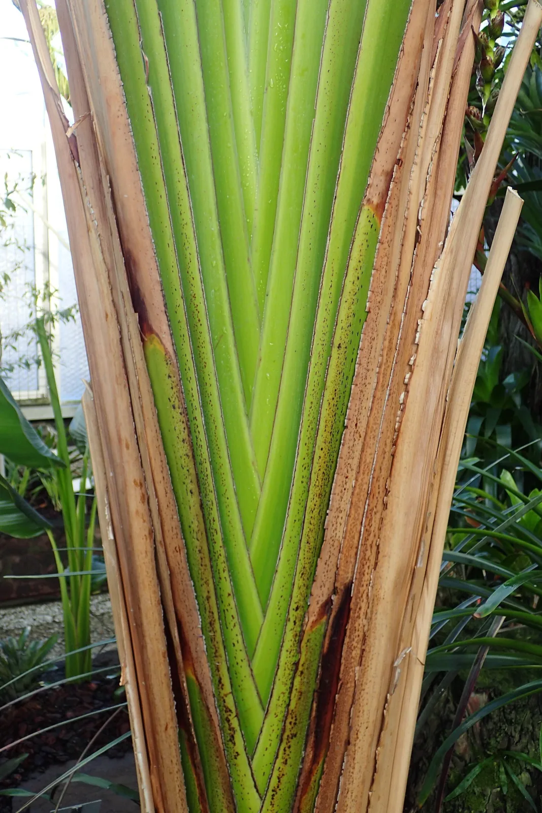 Ravenala guyannensis