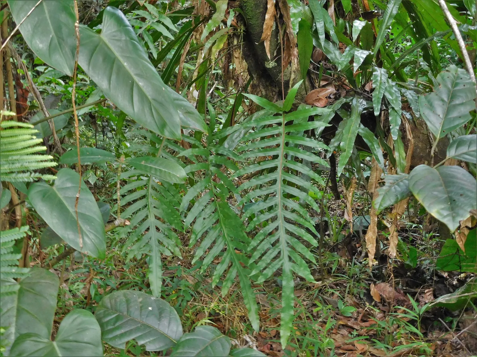 Phlebodium aureum