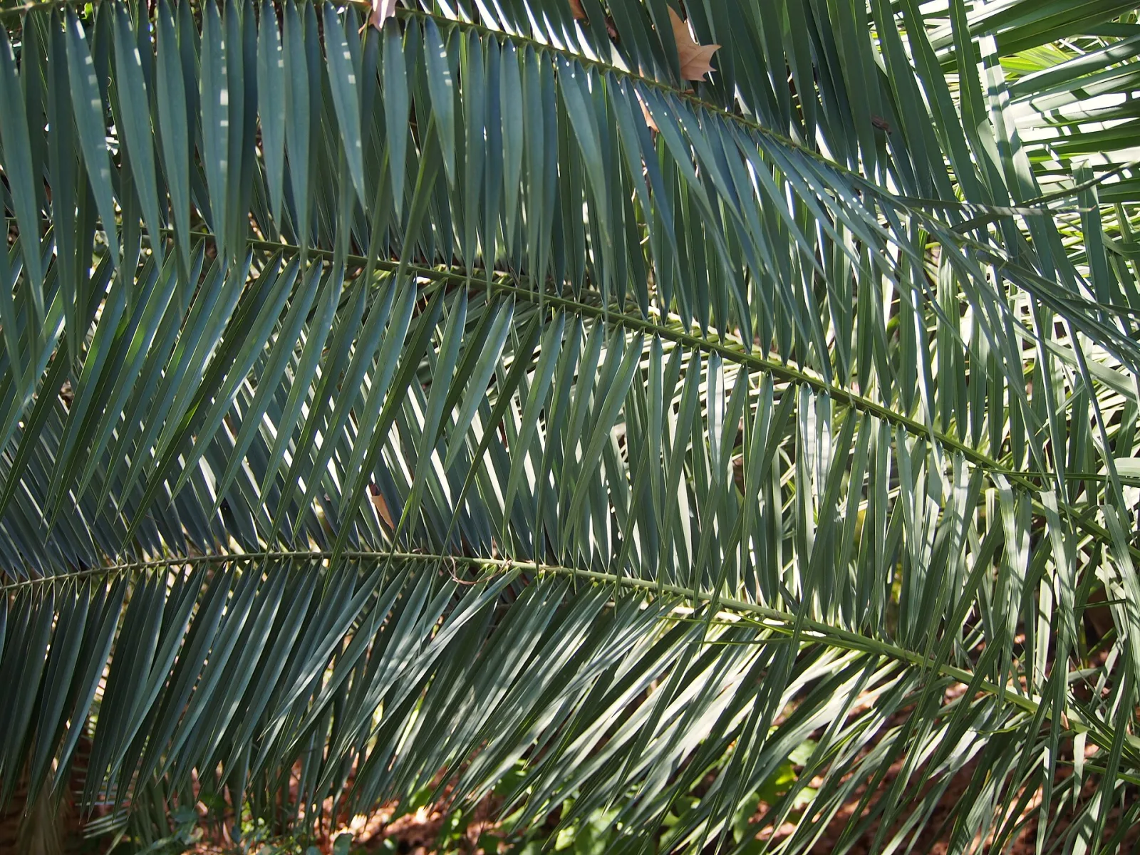 Phoenix reclinata