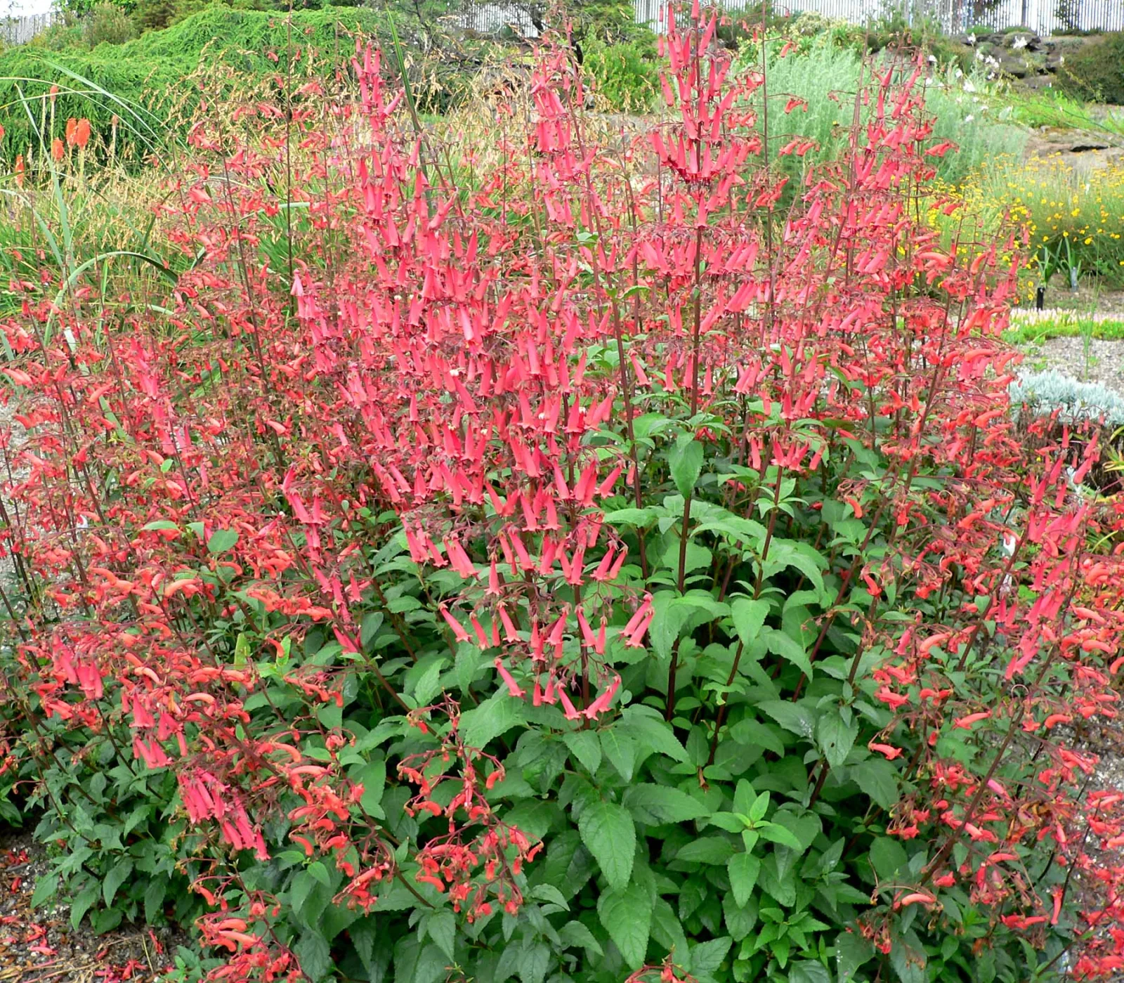 Phygelius capensis