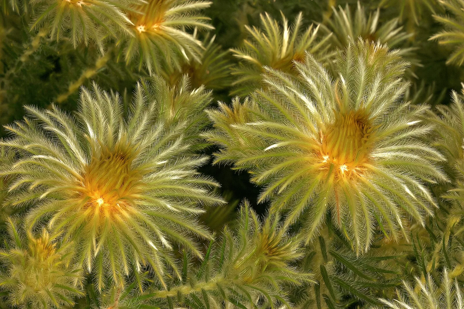 Phylica pubescens