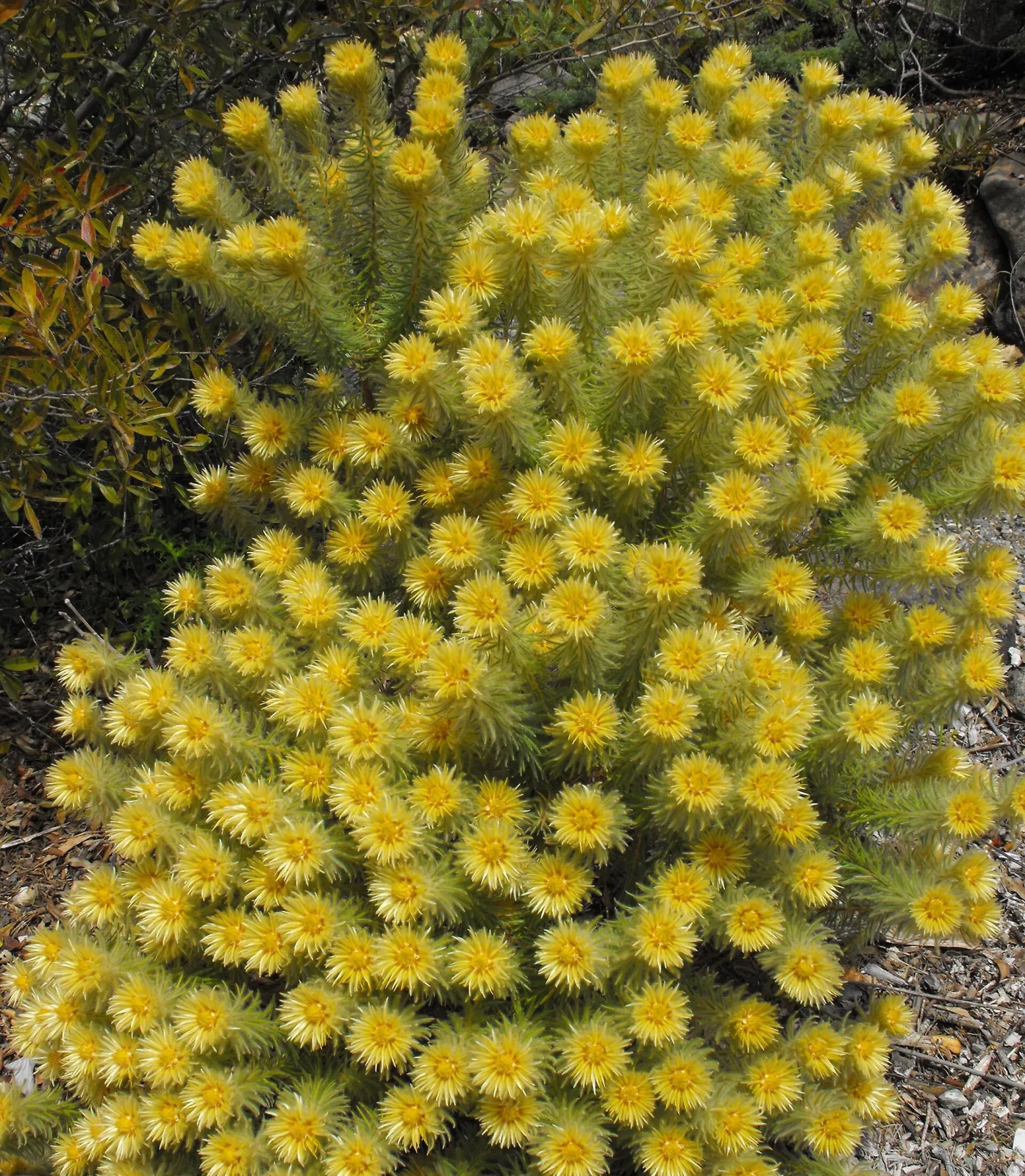 Phylica pubescens