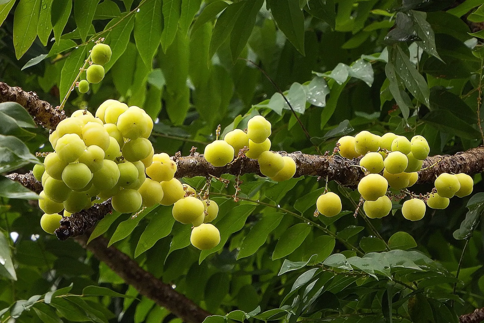 Phyllanthus acidus