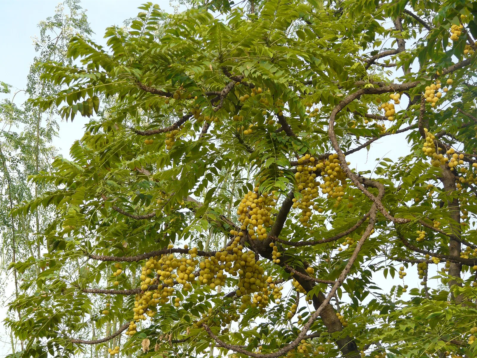 Phyllanthus acidus