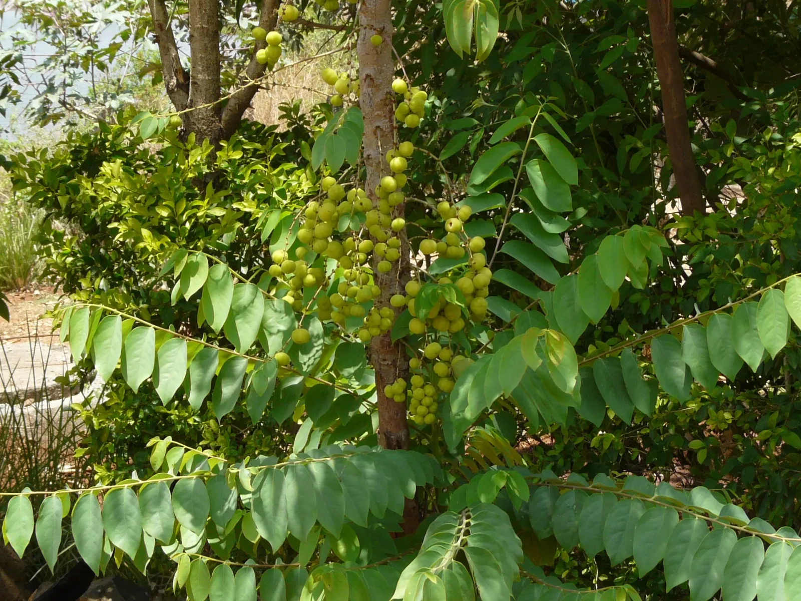 Phyllanthus acidus