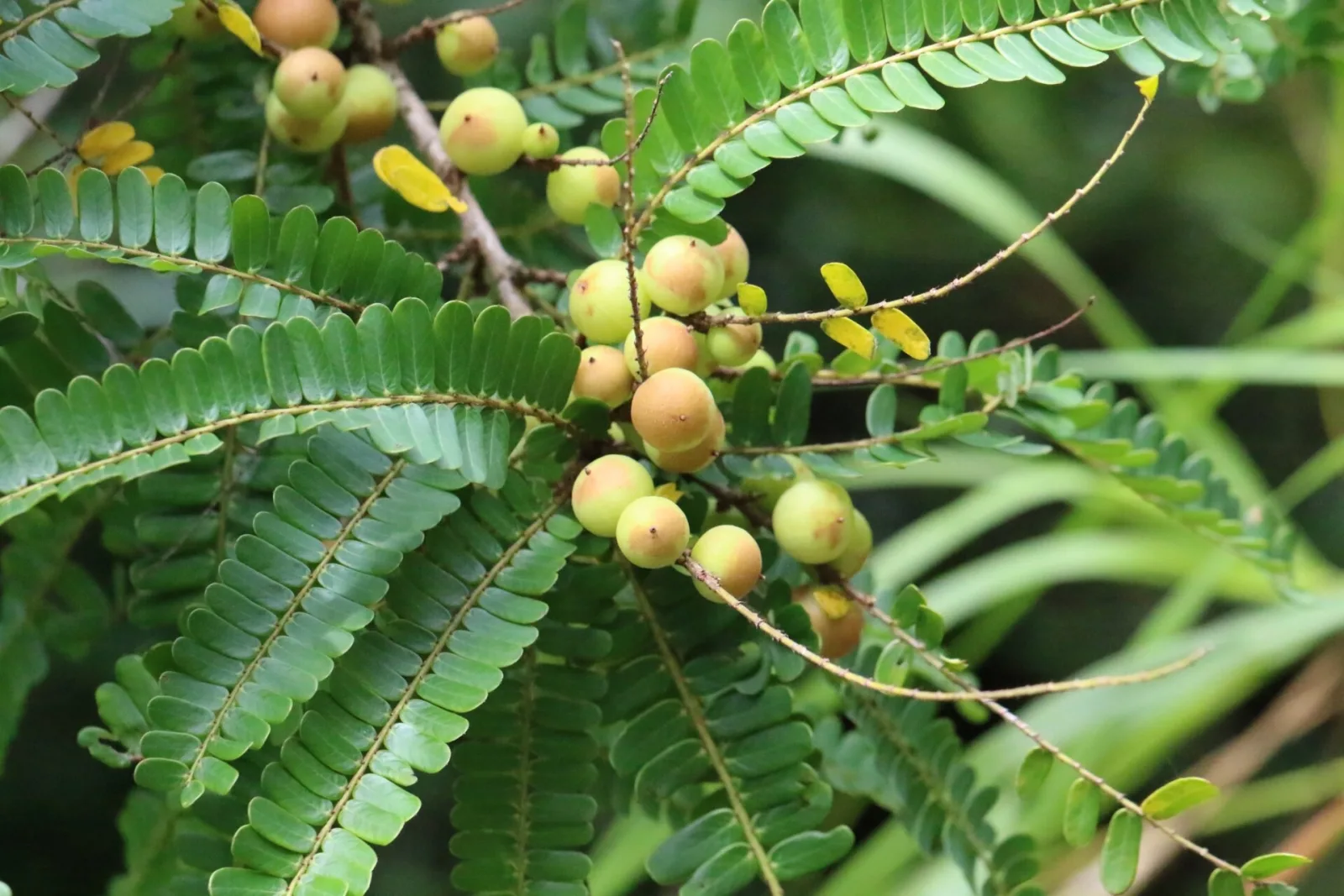 Phyllanthus emblica