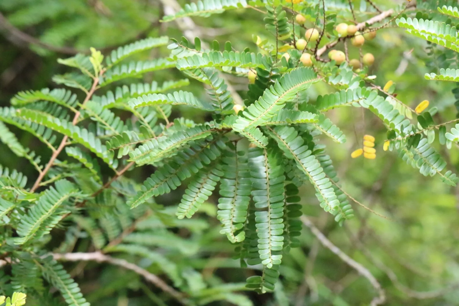 Phyllanthus emblica