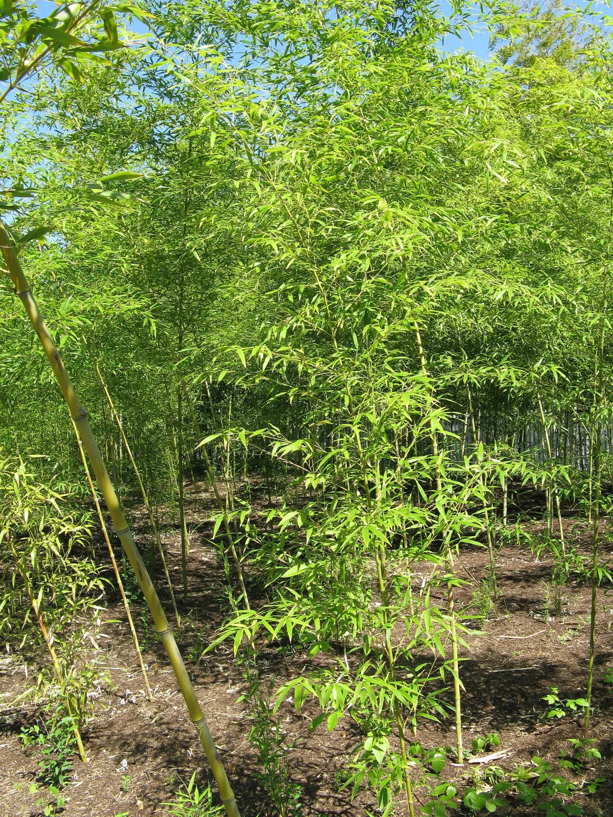 Phyllostachys aurea