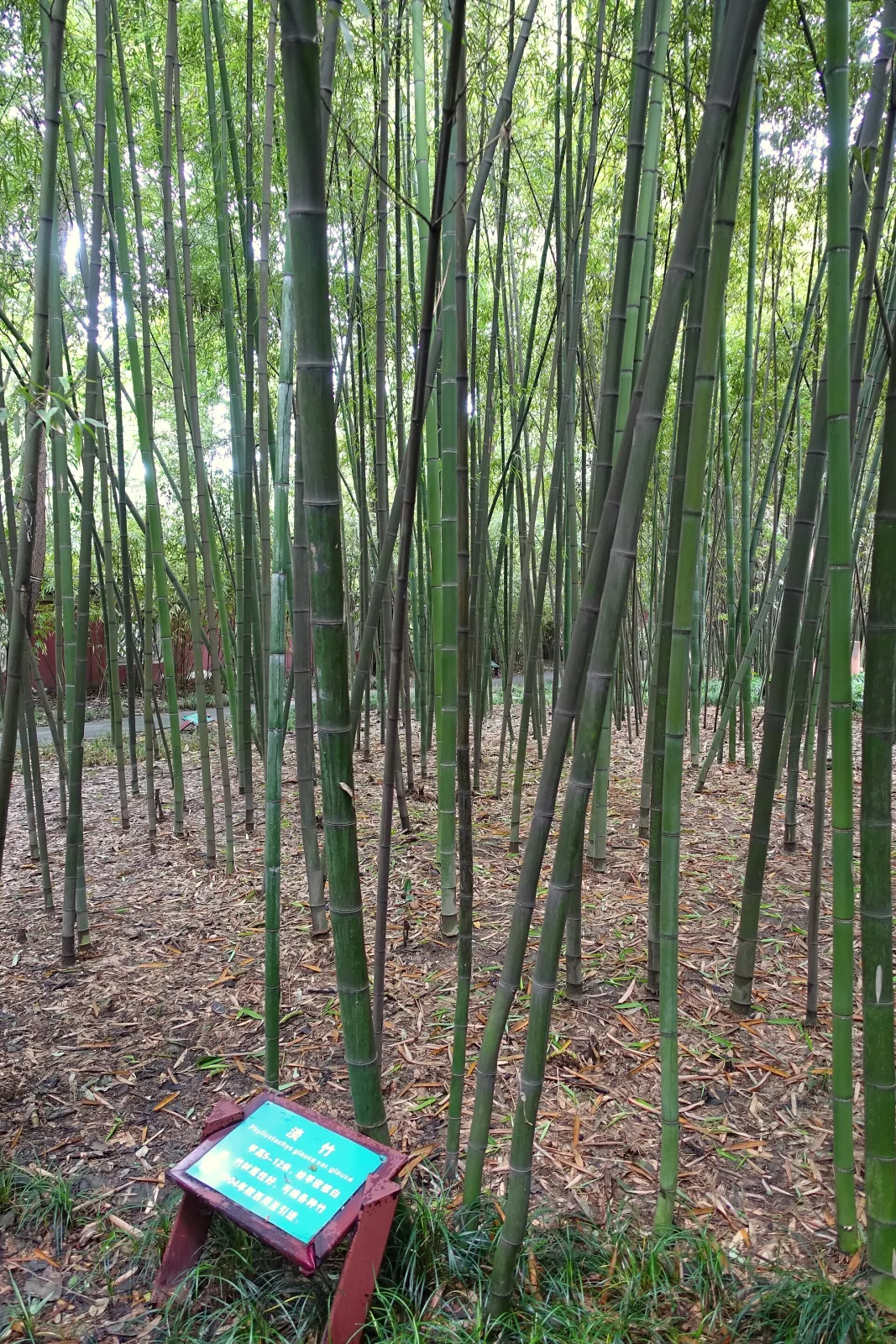 Phyllostachys glauca