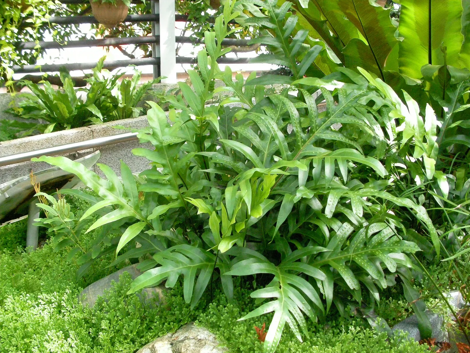 Phymatodes scolopendria