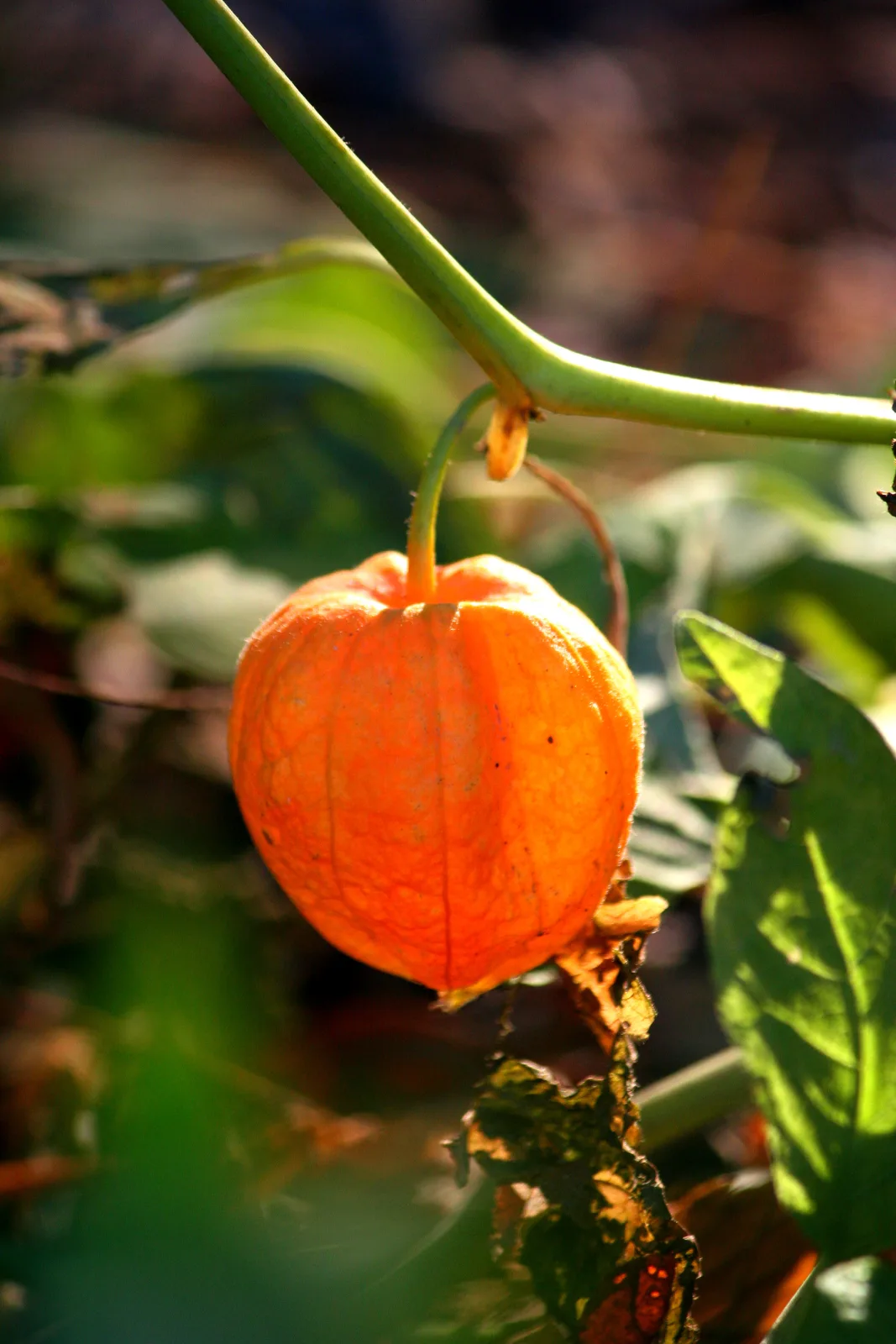 Physalis pruinosa