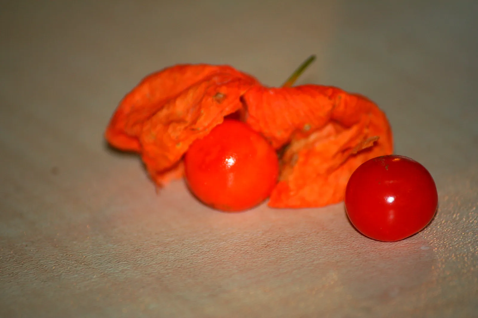 Physalis pruinosa
