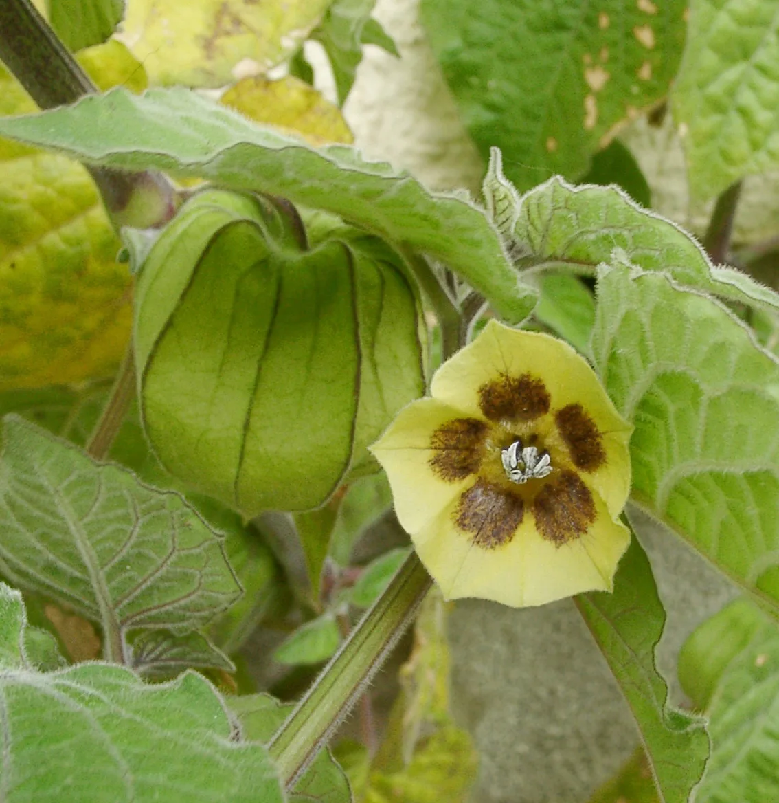 Physalis peruviana