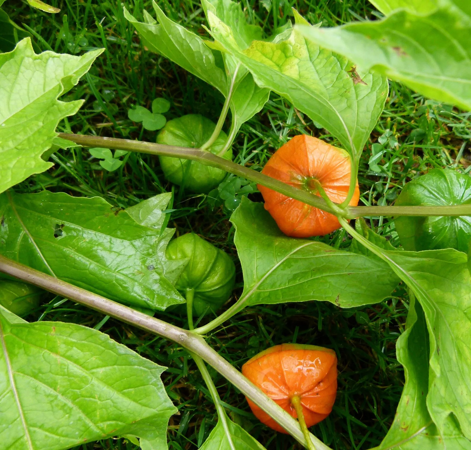 Physalis peruviana
