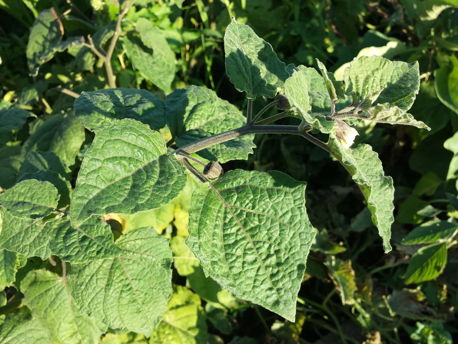 Physalis peruviana