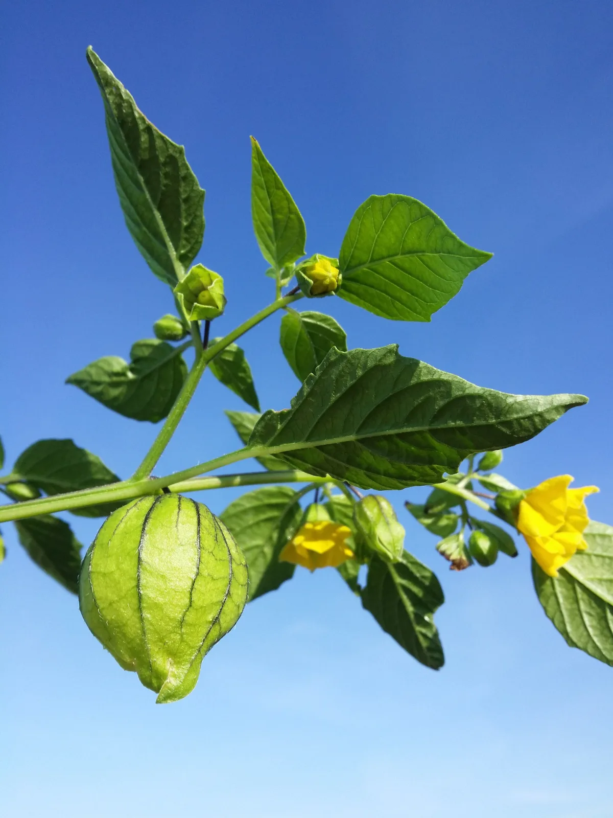 Tomatillo Verde