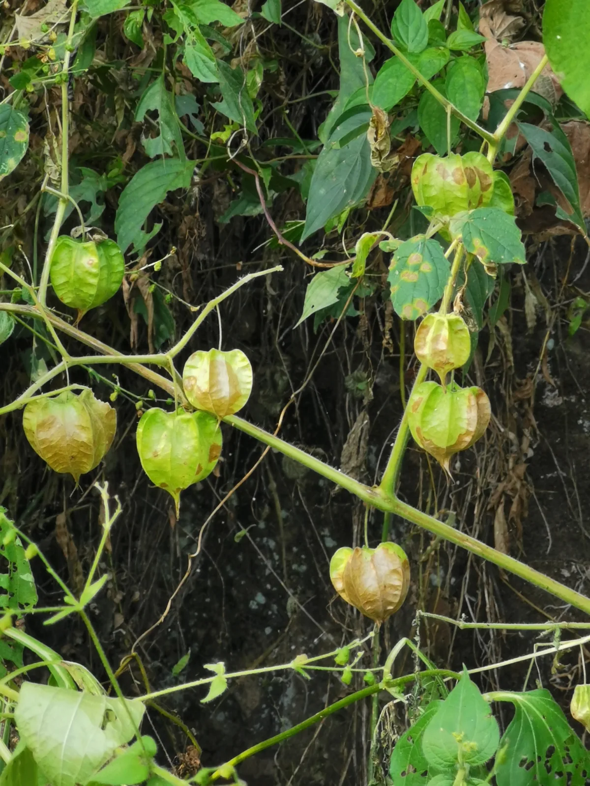Physalis pruinosa
