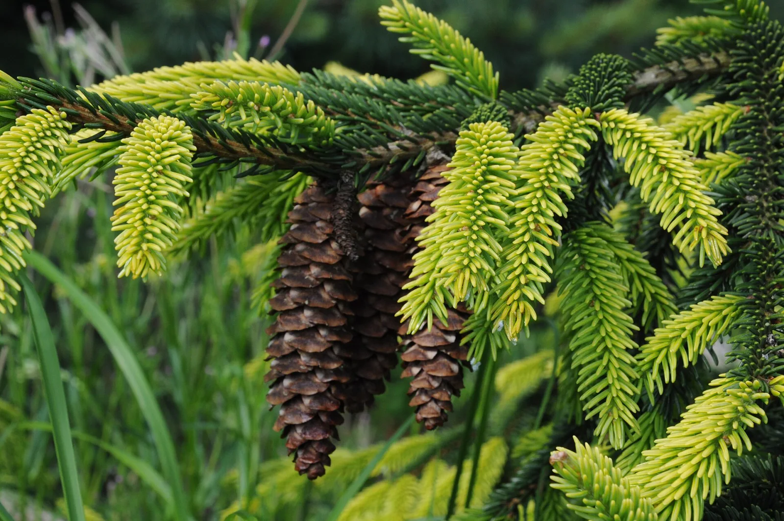 Picea orientalis