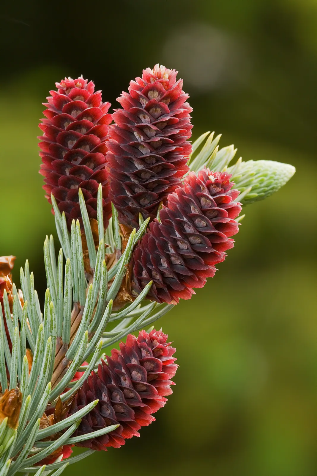 Picea pungens