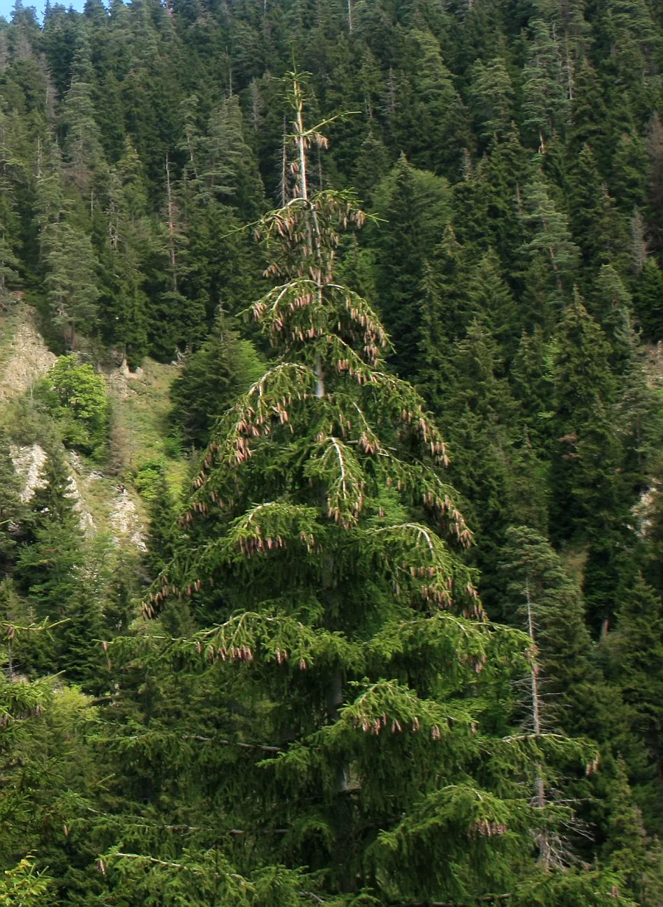 Picea orientalis