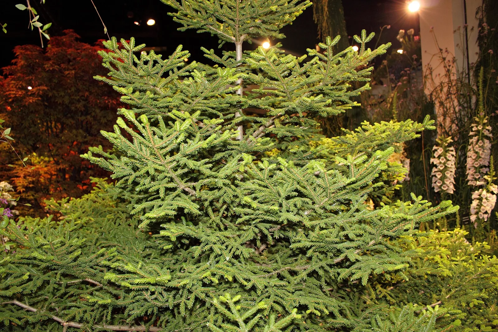 Picea orientalis