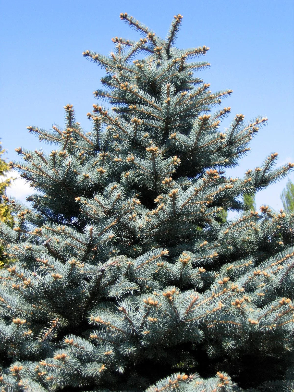 Picea pungens