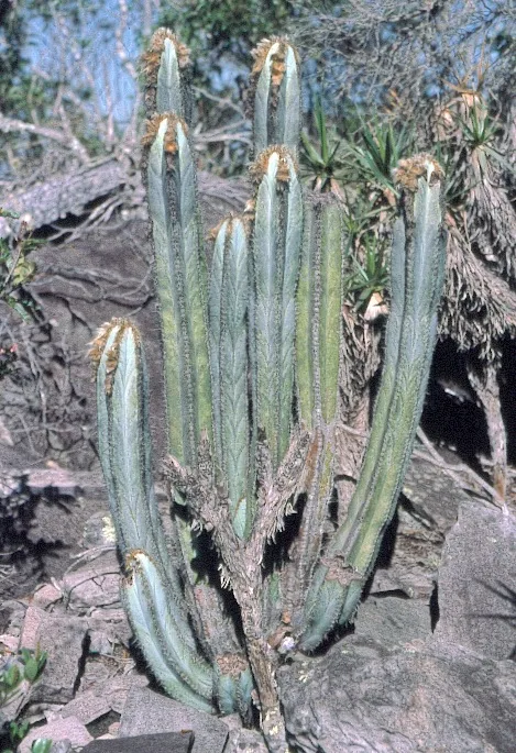 Pilosocereus fulvilanatus