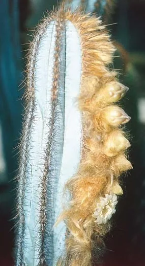 Pilosocereus fulvilanatus