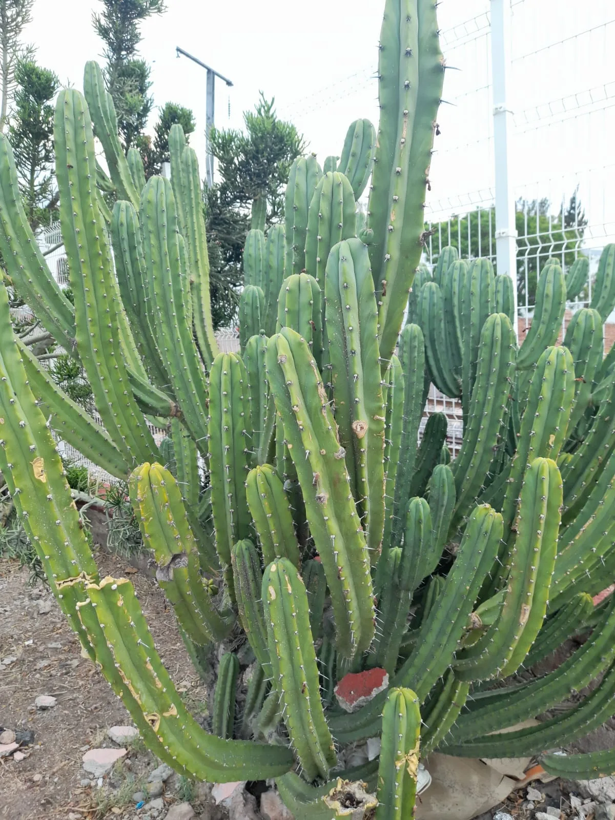Pilosocereus azureus