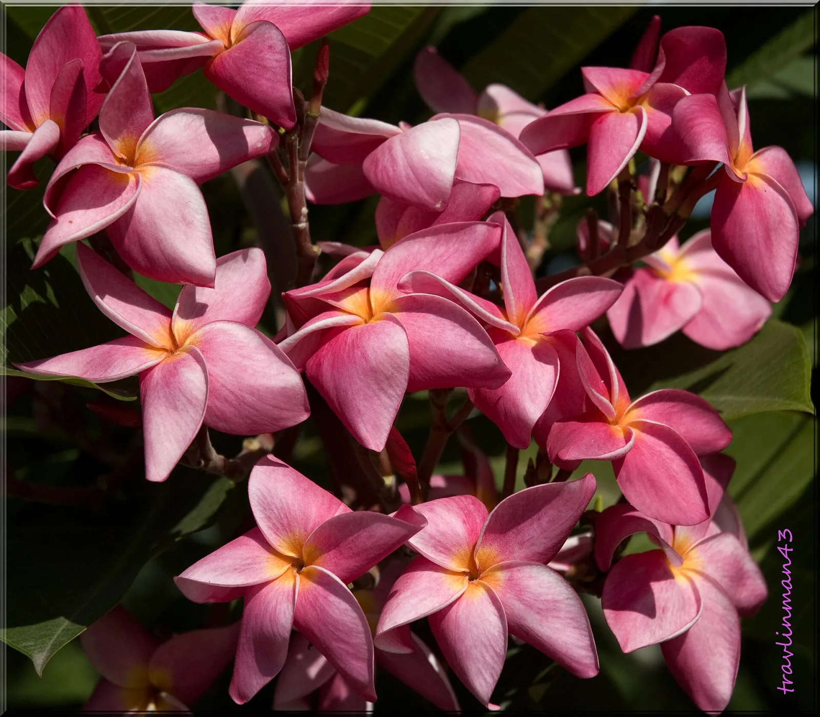 Plumeria rubra Pink