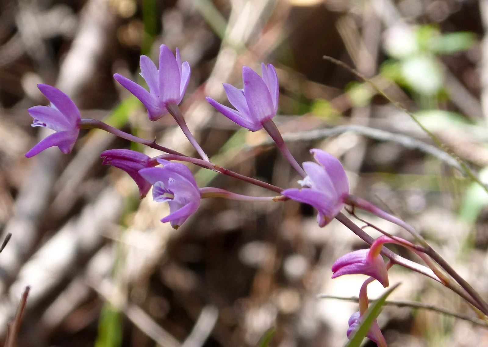 Dendrobium kingianum