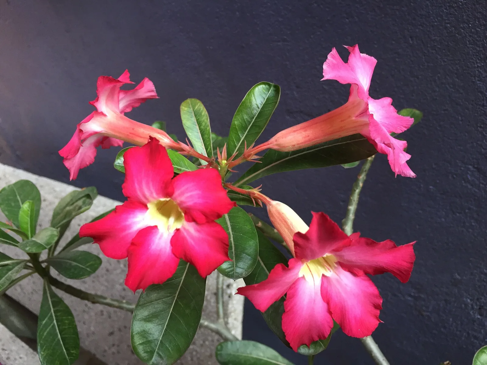 Adenium obesum mixed colours