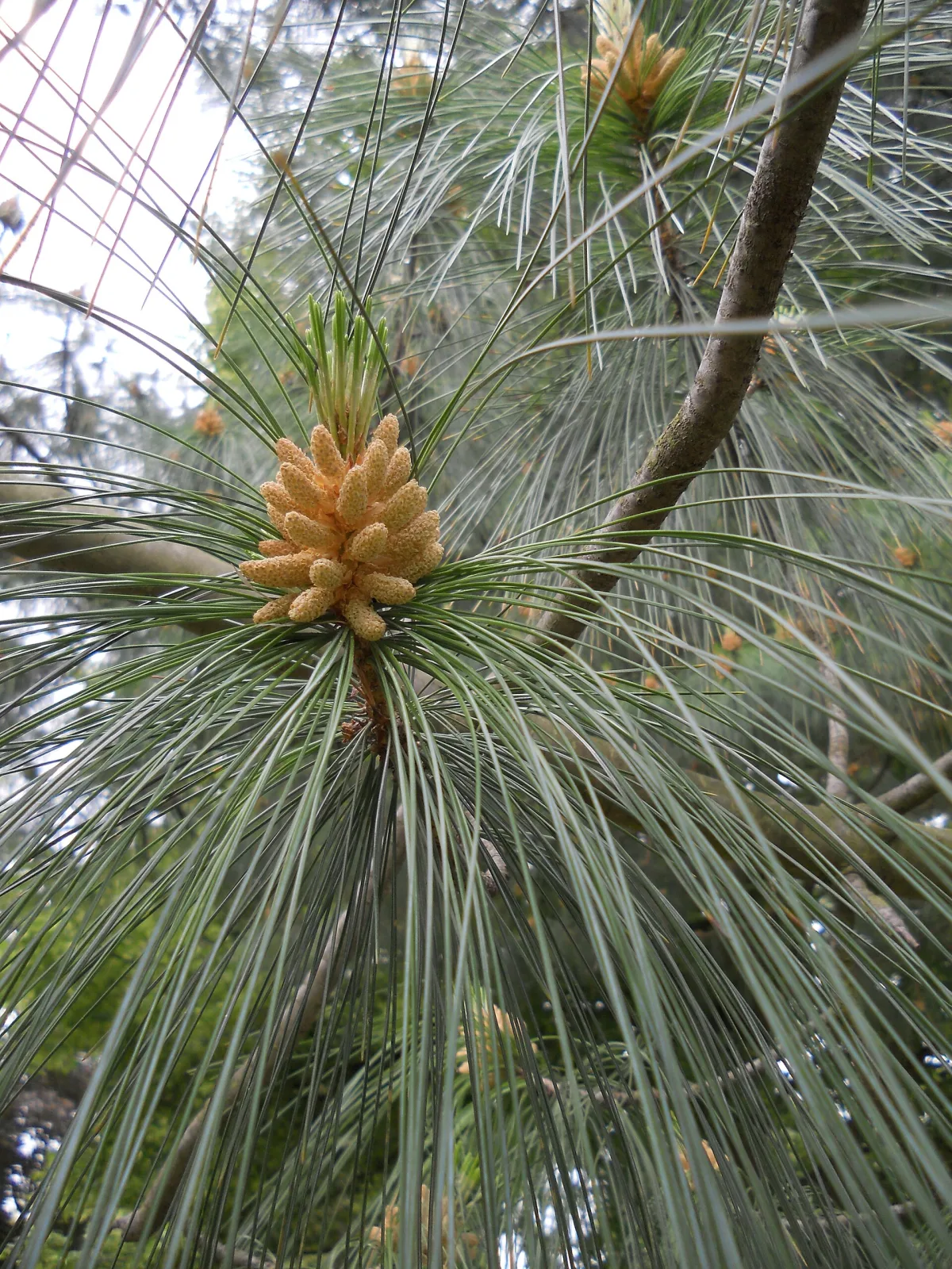 Pinus wallichiana