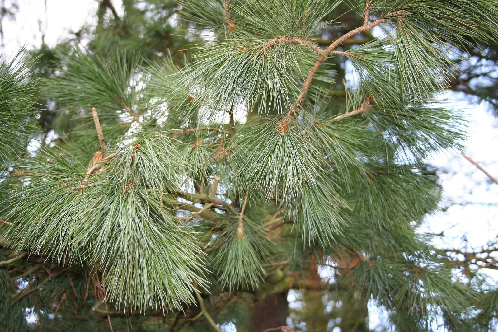 Pinus wallichiana