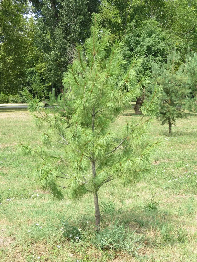 Pinus wallichiana