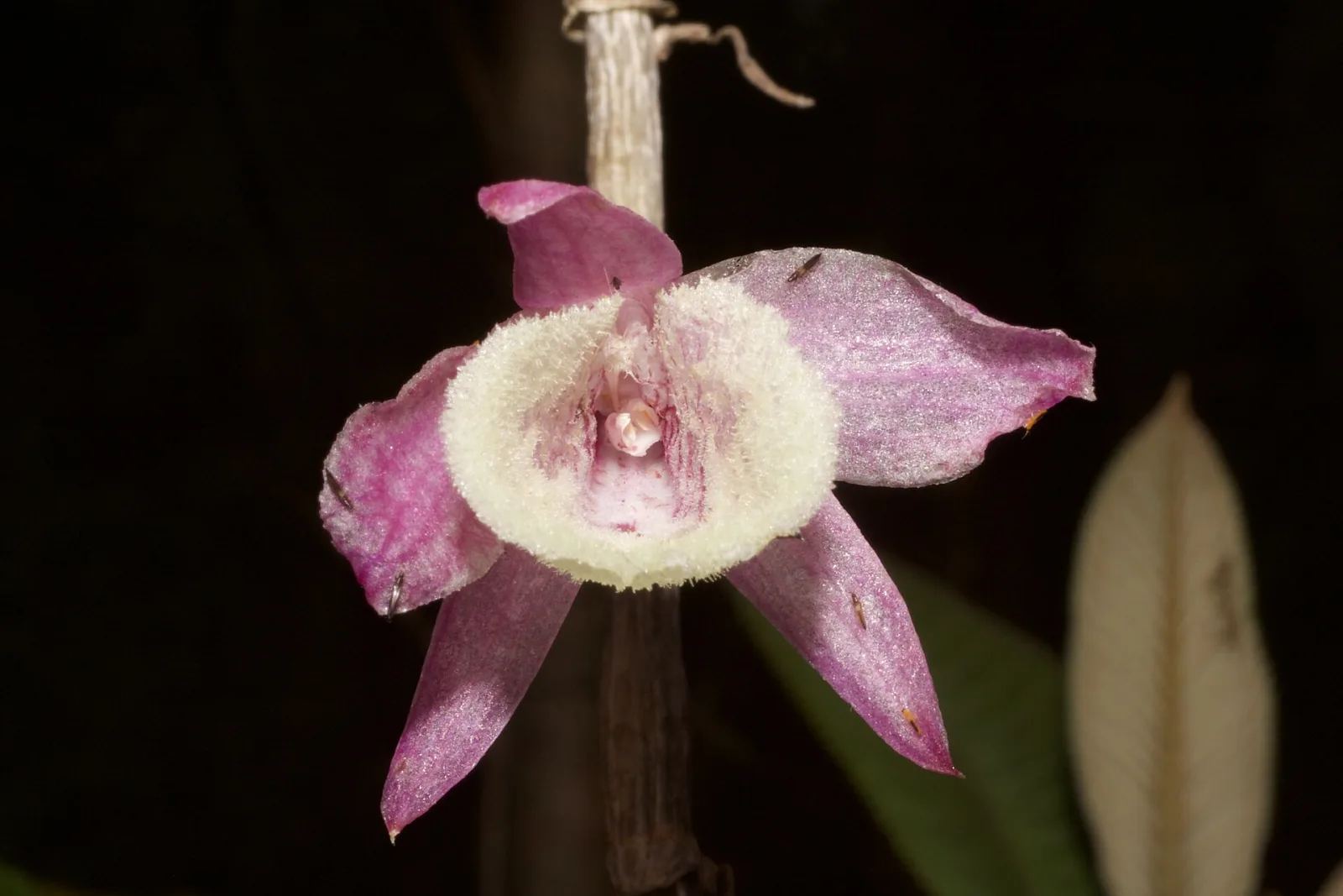 Dendrobium primulinum