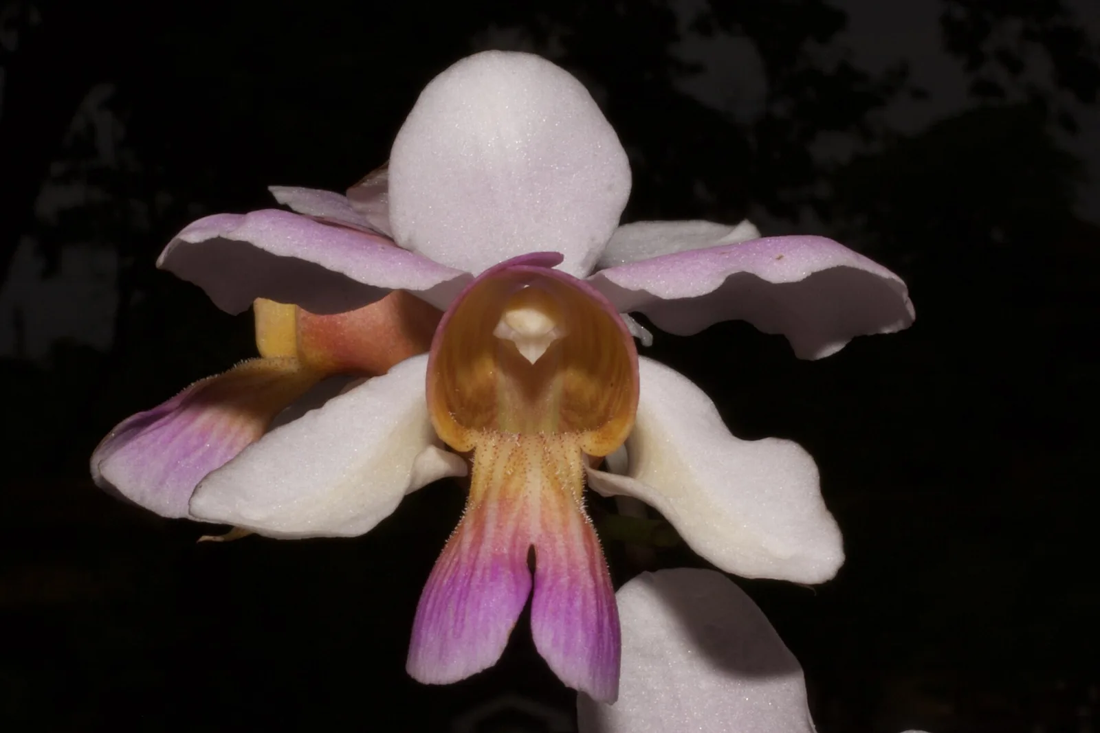Papilionanthe teres