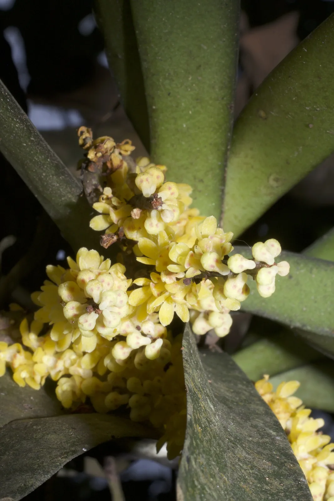 Pomatocalpa spicata