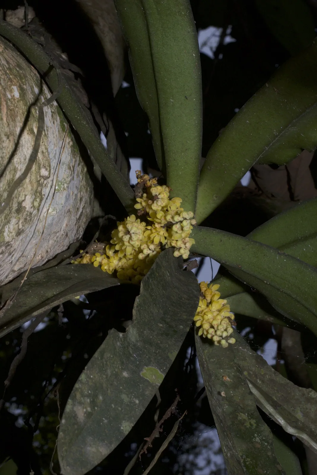 Pomatocalpa spicata