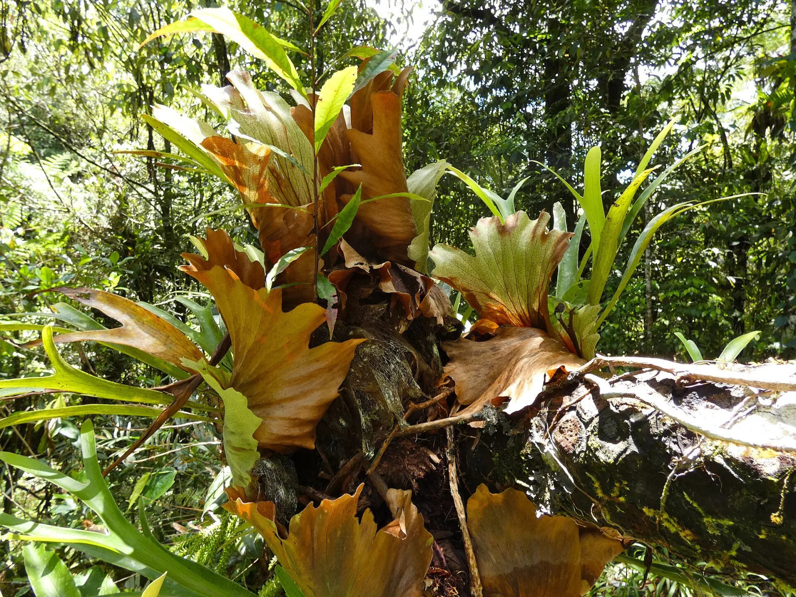 Platycerium bifurcatum