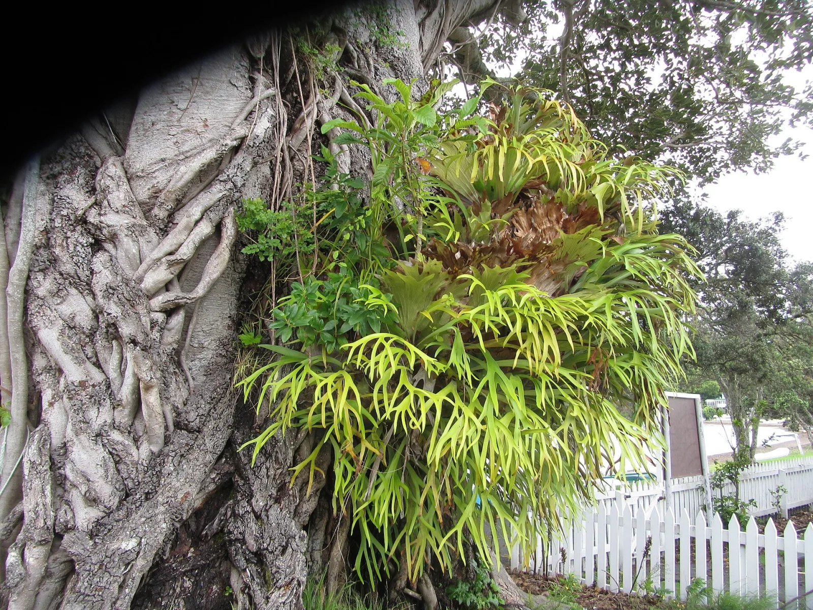 Platycerium bifurcatum