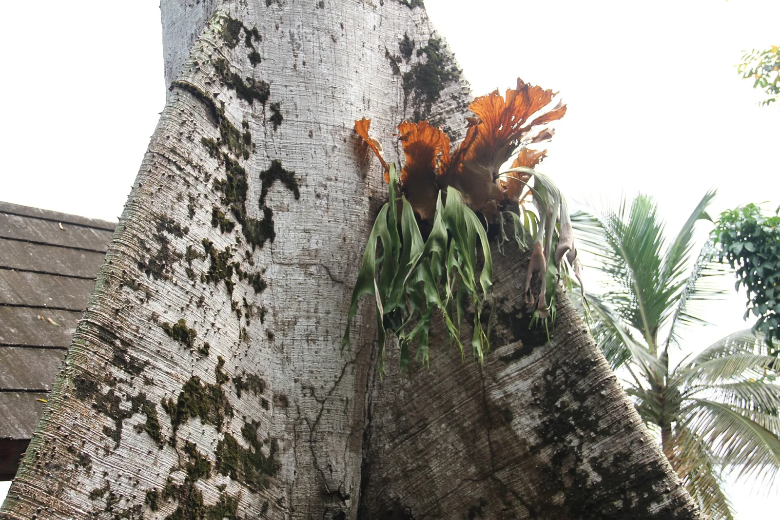 Platycerium stemaria
