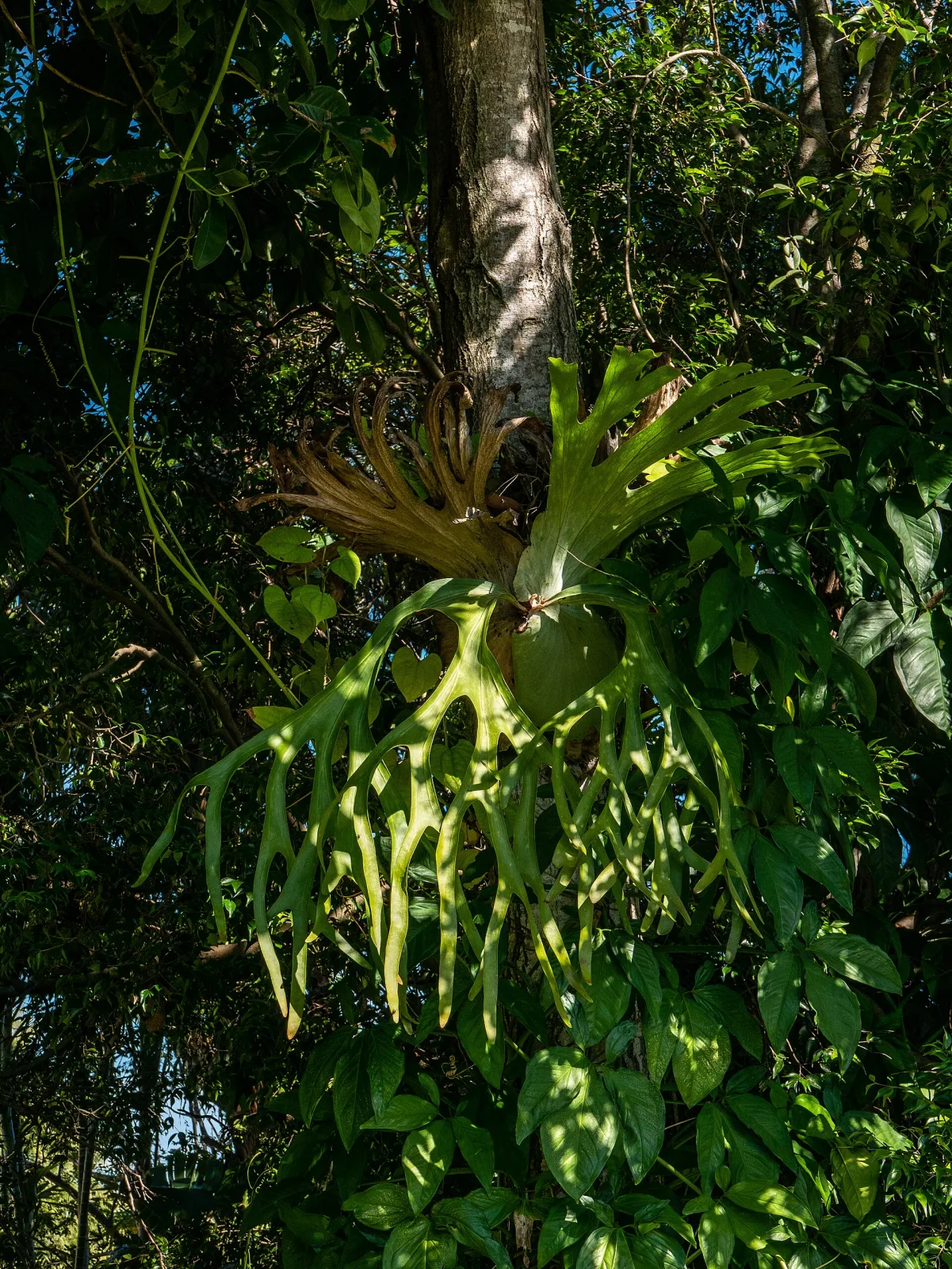 Platycerium superbum